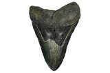Fossil Megalodon Tooth - North Carolina #382587-1